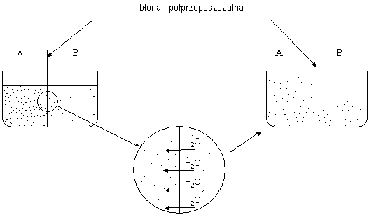 Osmoza naturalna